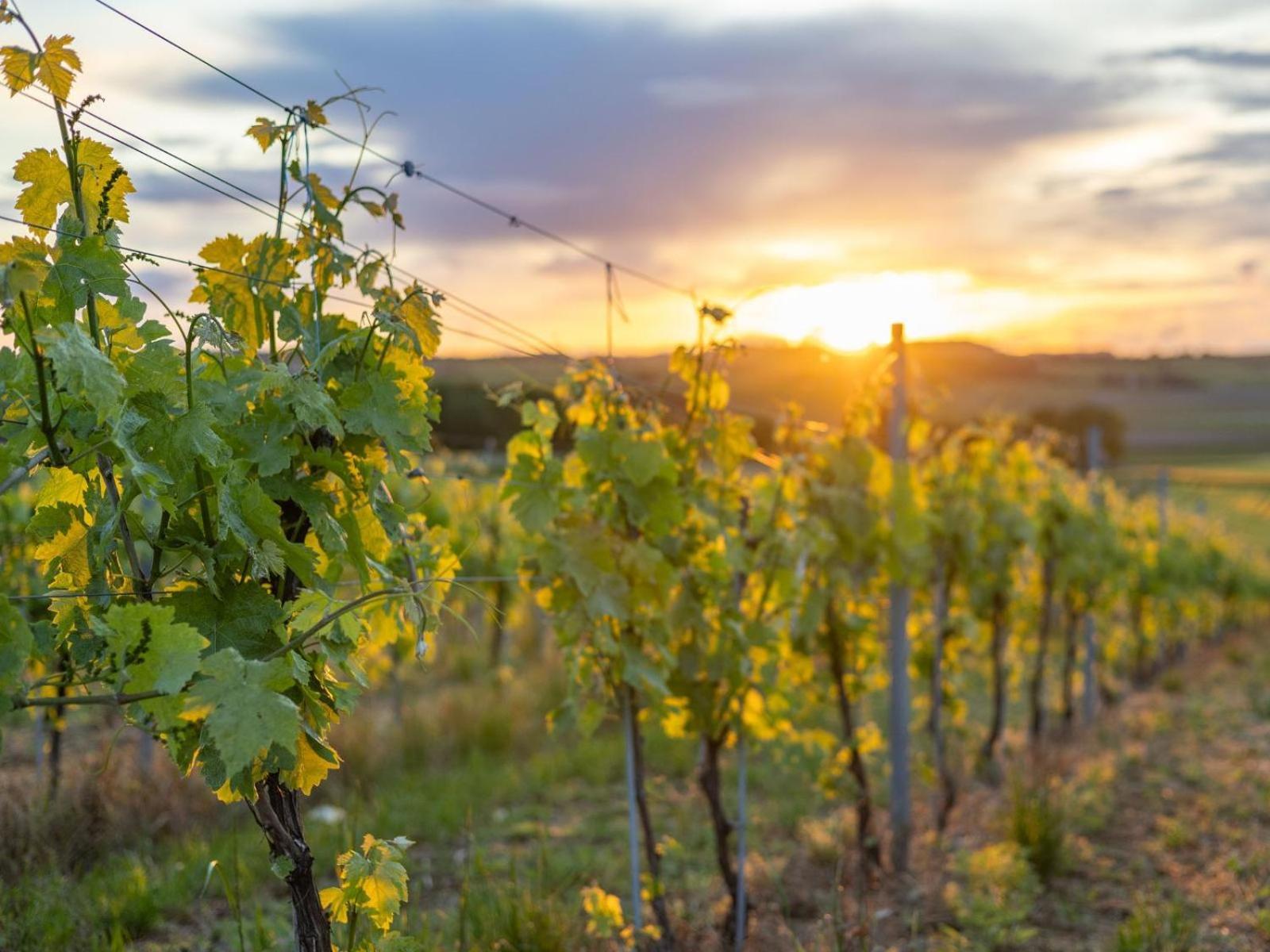 Paradis Des Vignes Birac  Rum bild